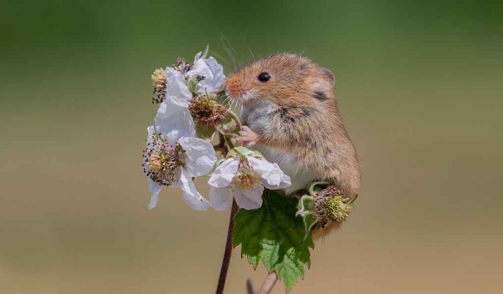 Маленькая полевая мышь сидит на цветке
