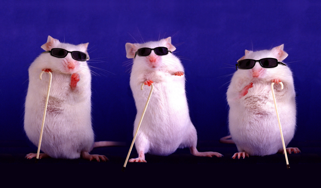 Три белых слепых крысы в очках на синем фоне