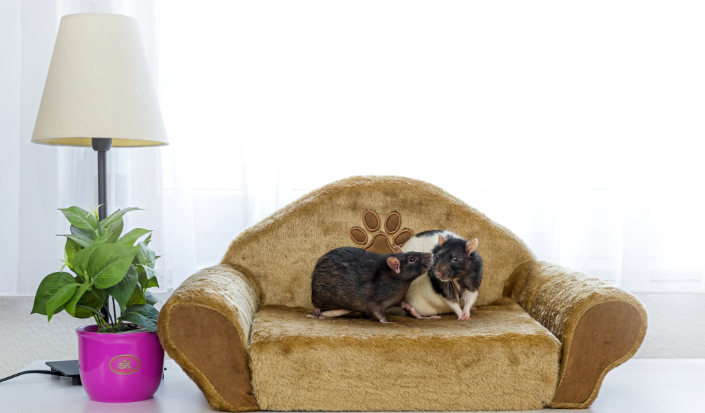 Две крысы на игрушечном диване