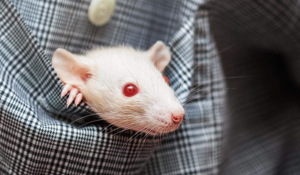 Белая крыса с красными глазами в кармане