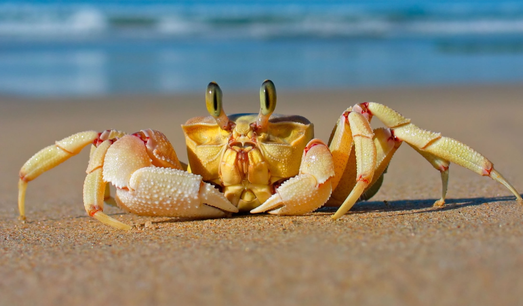 Большой краб ползет по песку 