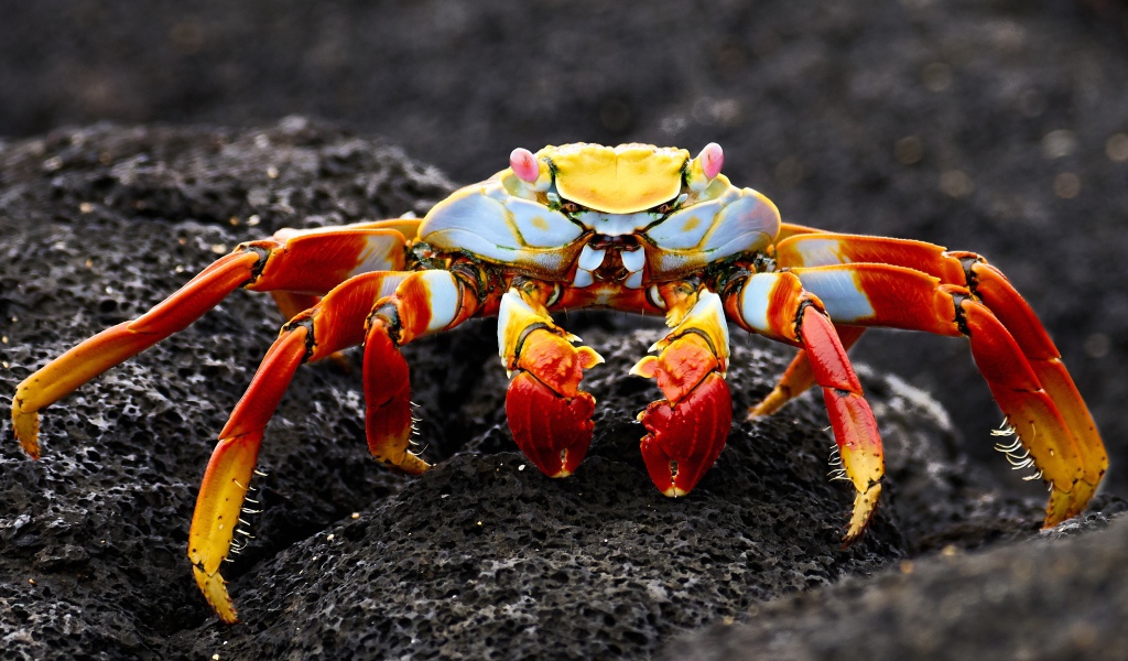 Большой краб на сером камне