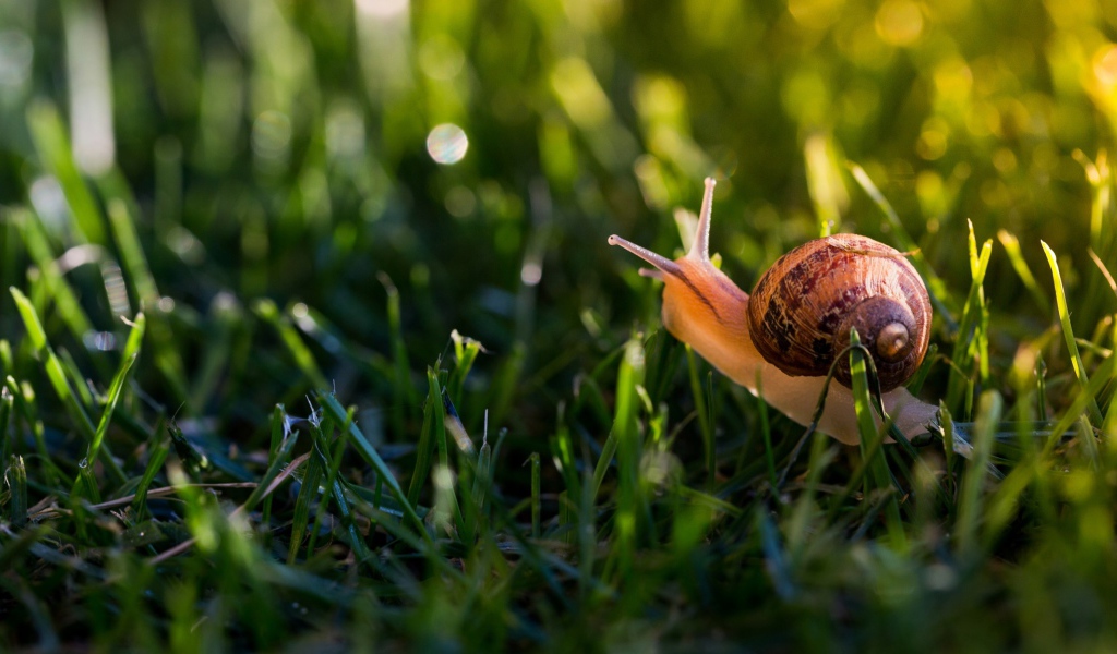 Большая улитка в зеленой траве