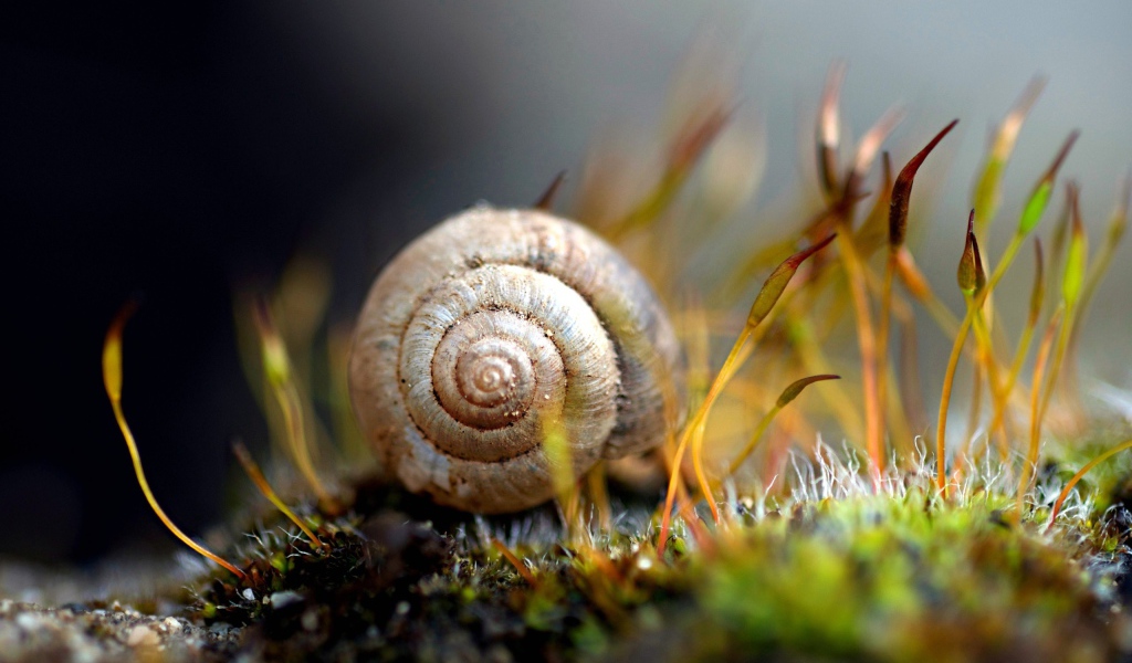 Улитка в ракушке на земле покрытой мхом