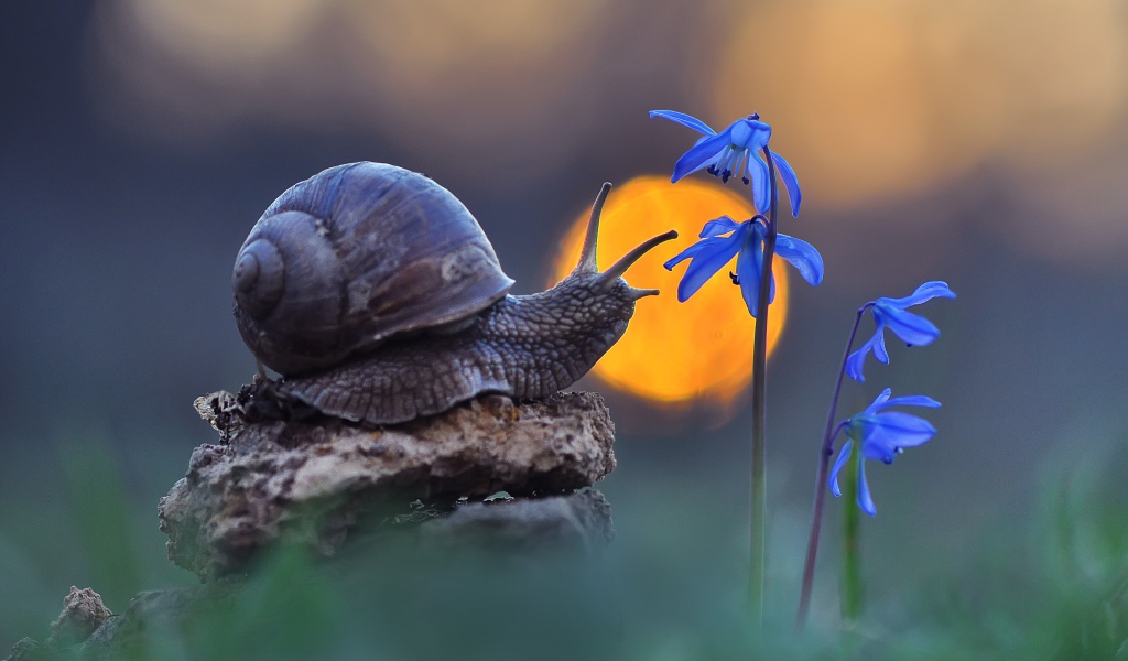 Улитка сидит на камне у голубого цветка 