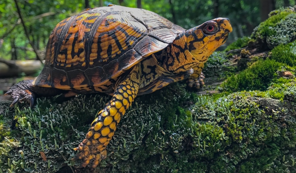 Большая черепаха на покрытом мхом камне