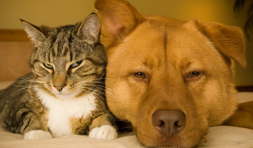 Большой рыжий пес и серый кот лежат вместе
