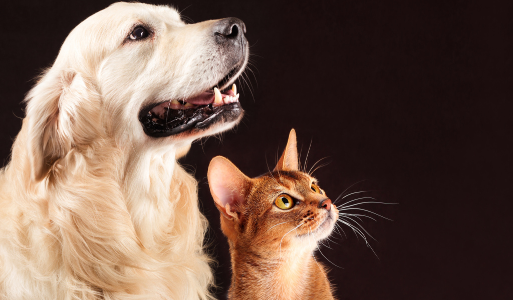 Golden Retriever with a brown cat looking at the owner