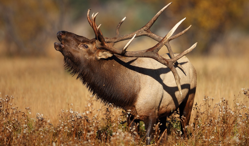 Большой олень с рогами в траве