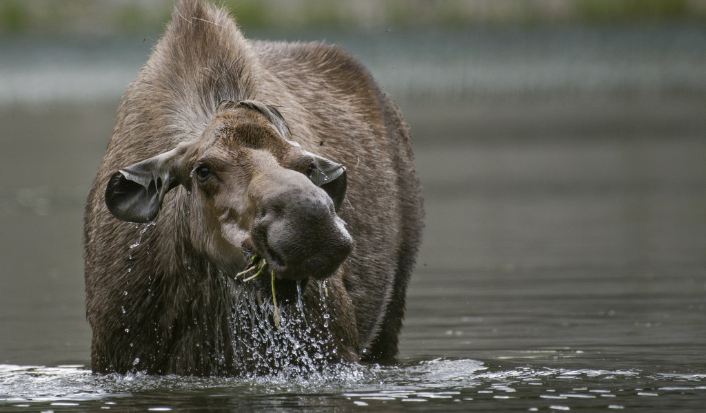 Большой лось стоит в воде 