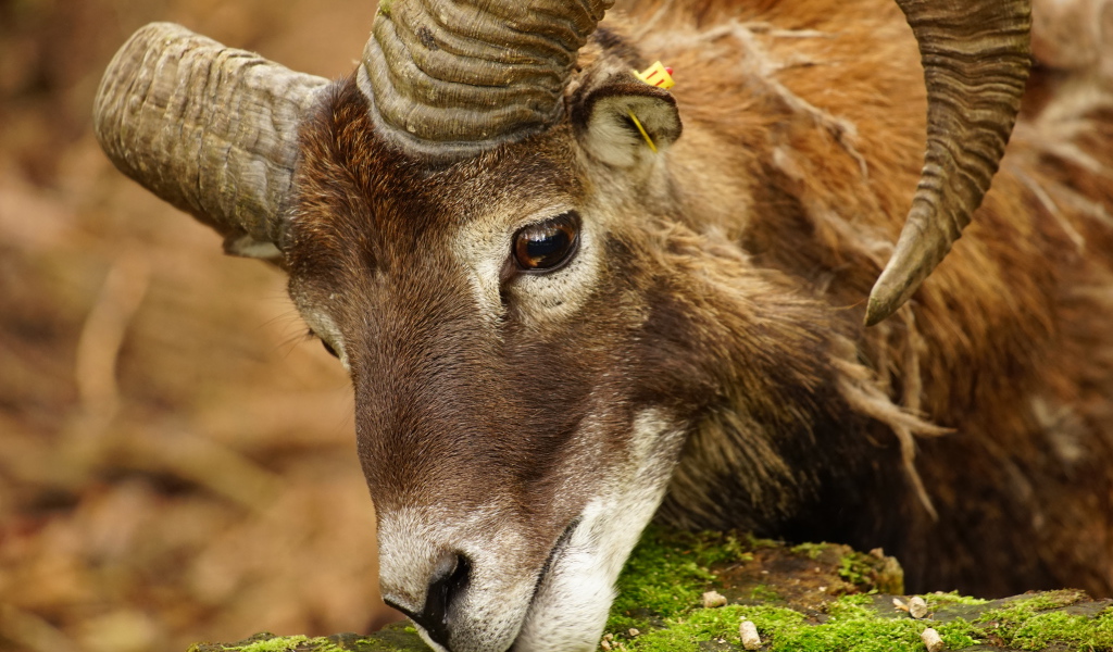 Большой муфлон ест корм