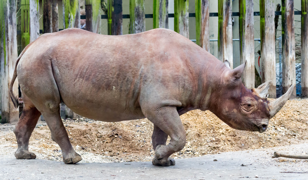 Большой носорог у забора в зоопарке