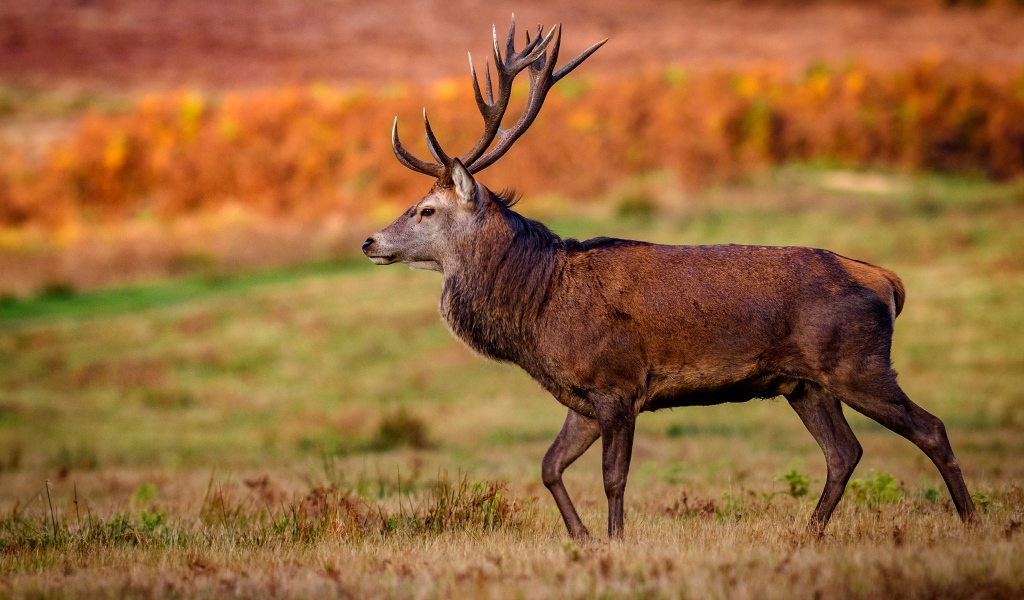 Коричневый олень гуляет по полю 