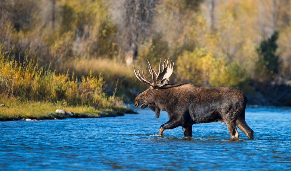 Лось с большими рогами переходит реку