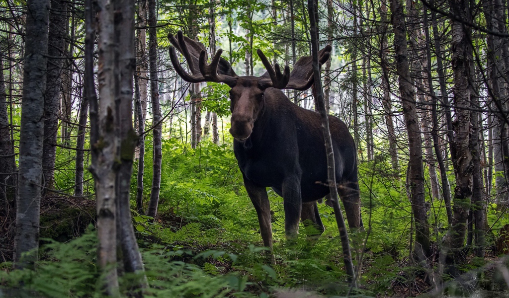 Лось с большими рогами в лесу