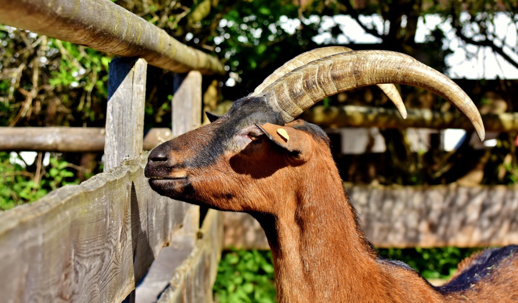 Коза с длинными рогами в зоопарке 