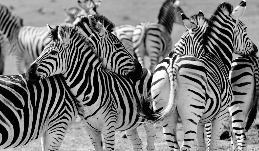 Стадо полосатых зебр черно белое фото 
