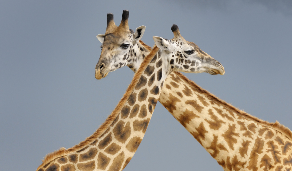 Два жирафа на сером фоне