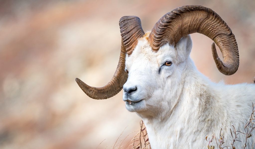 Белый горный козел с большими рогами