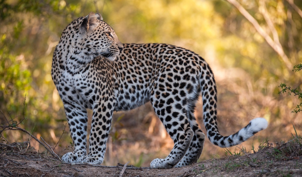 Красивый пятнистый леопард стоит на дороге