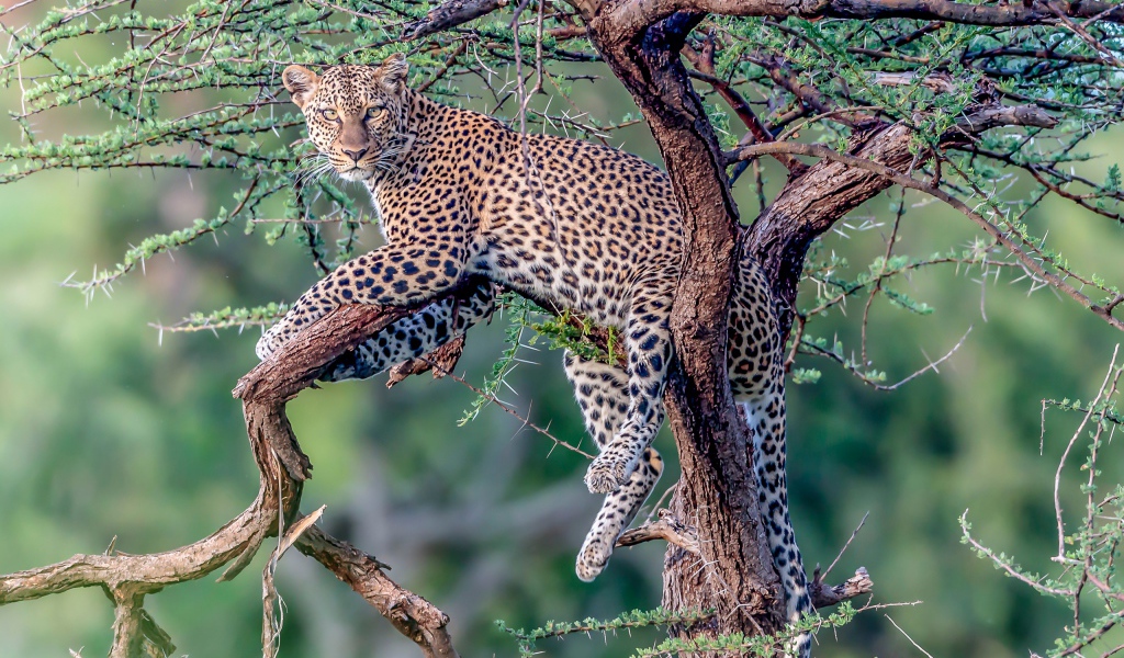 Большой пятнистый леопард лежит на дереве