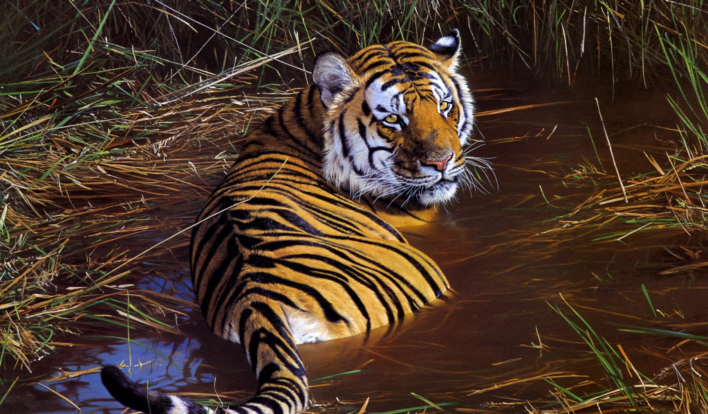 Большой полосатый тигр лежит в зеленой траве