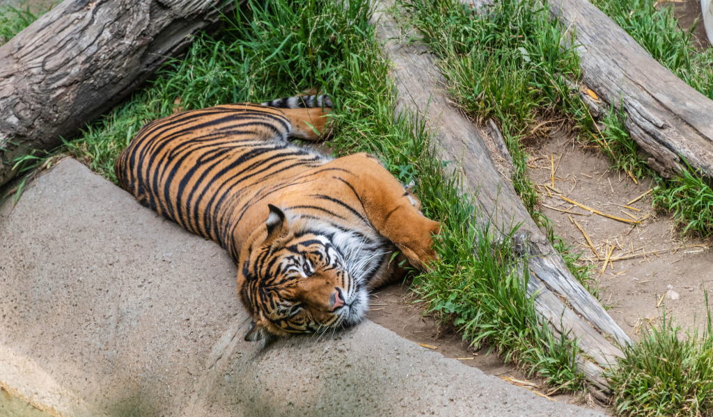 Большой полосатый тигр лежит на зеленой траве в зоопарке