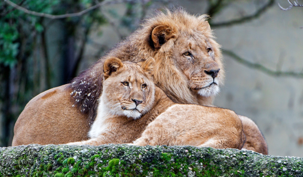 Лев и львица лежат на покрытом мхом камне