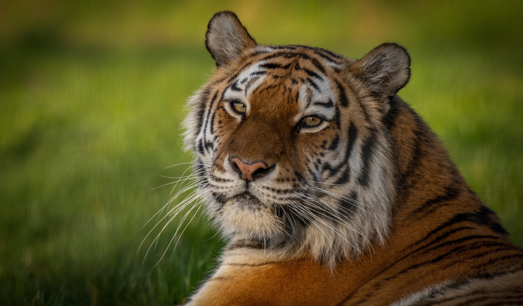 Полосатый тигр с большой мордой лежит на зеленой траве