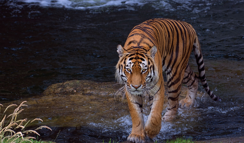 Красивый большой полосатый тигр идет по воде