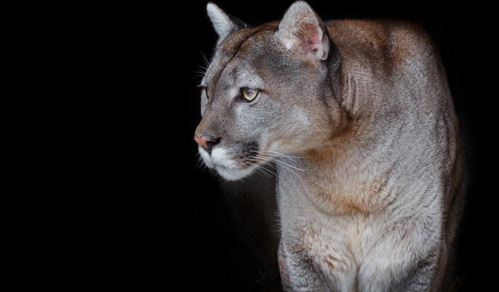 Красивая грациозная пума на черном фоне