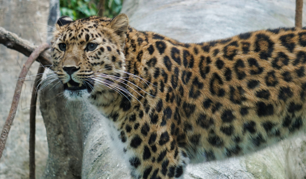 Красивый пятнистый голубоглазый леопард