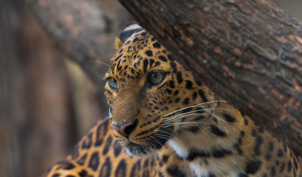 Красивый пятнистый леопард у дерева 