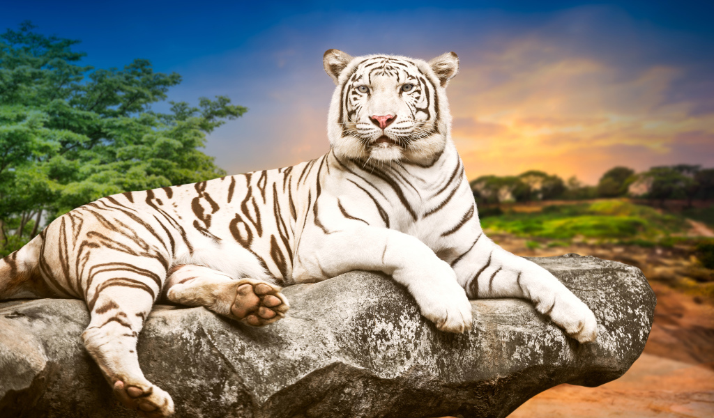 Красивый белый тигр лежит на камне 