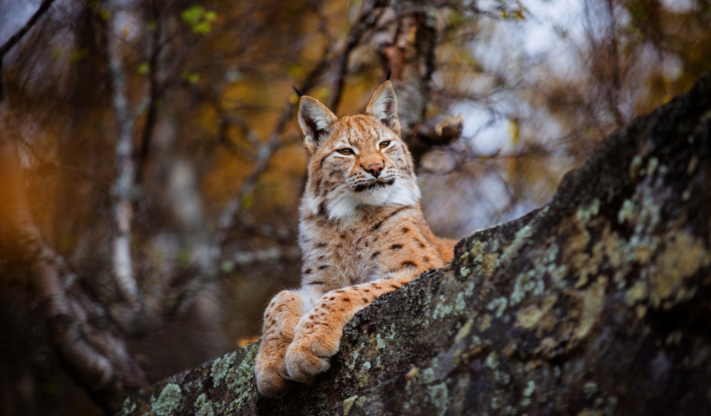 Красивая дикая рысь лежит на камне