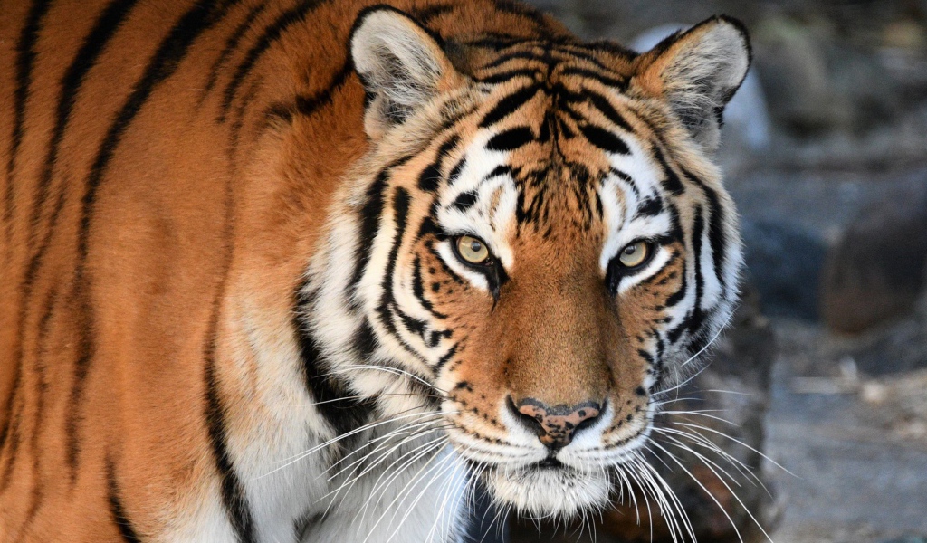 Большой красивый полосатый амурский тигр