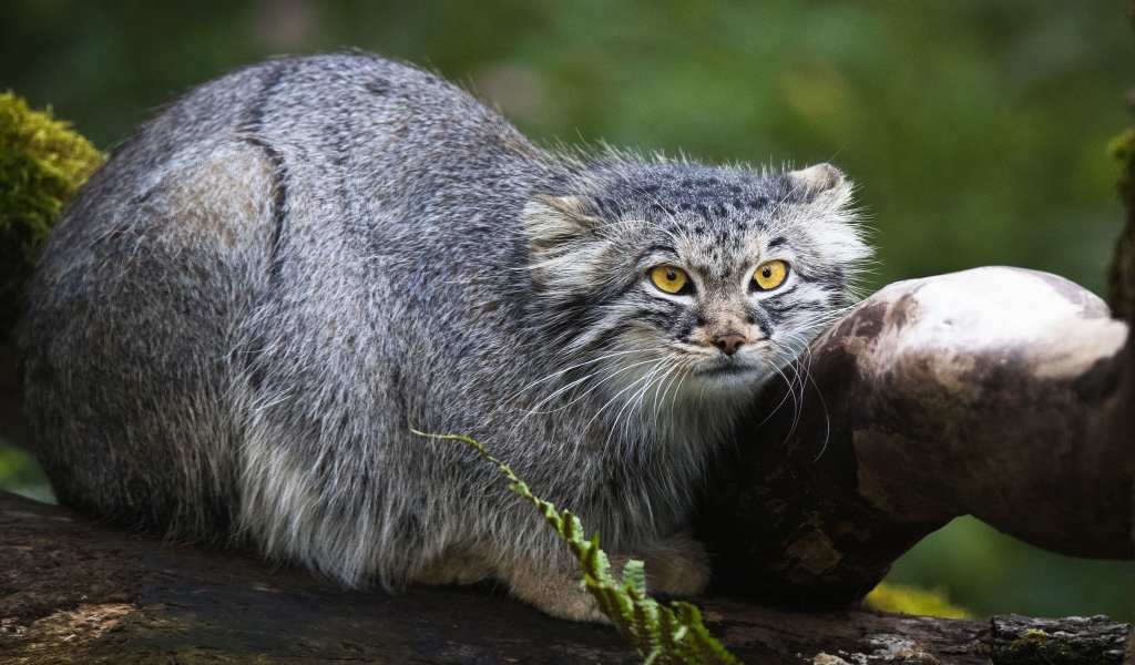 Большой серый манул сидит на дереве