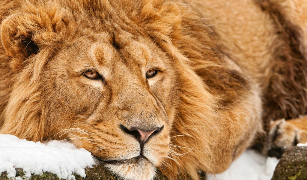 Большой лев лежит на снегу зимой