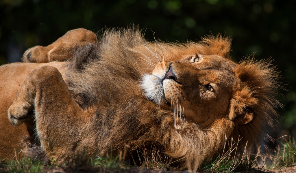 Большой лев лежит на земле 
