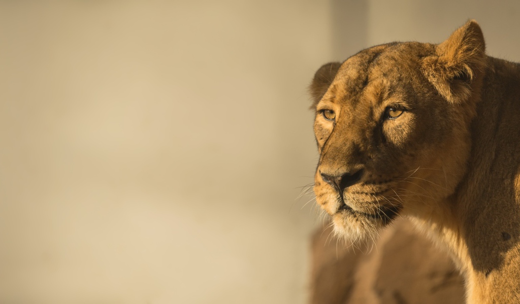Большая львица в лучах солнца 