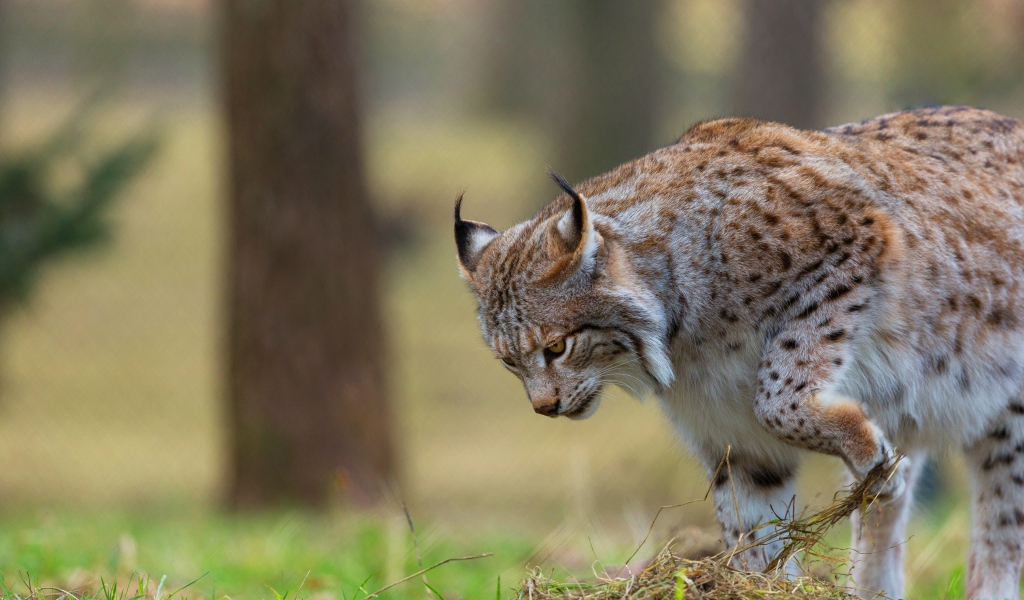 Большая рысь охотится в траве 