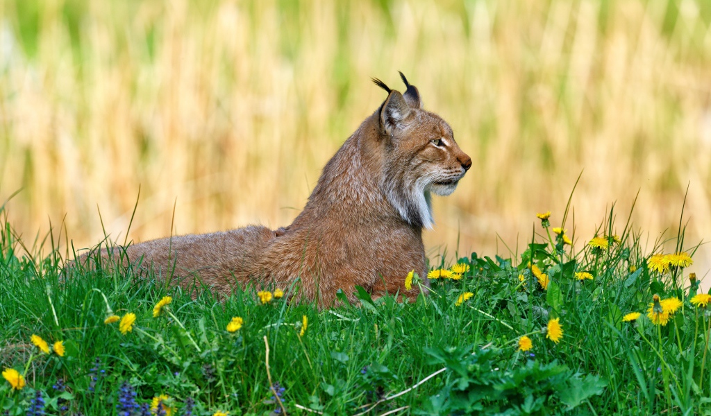 Большая рысь лежит на зеленой траве
