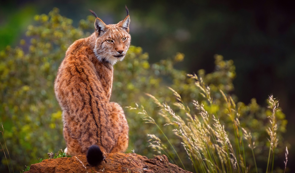 Большая рысь сидит на камне 