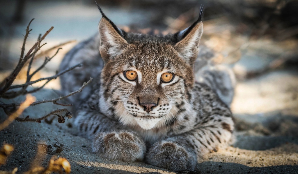 Большая рысь с желтыми глазами лежит на песке 