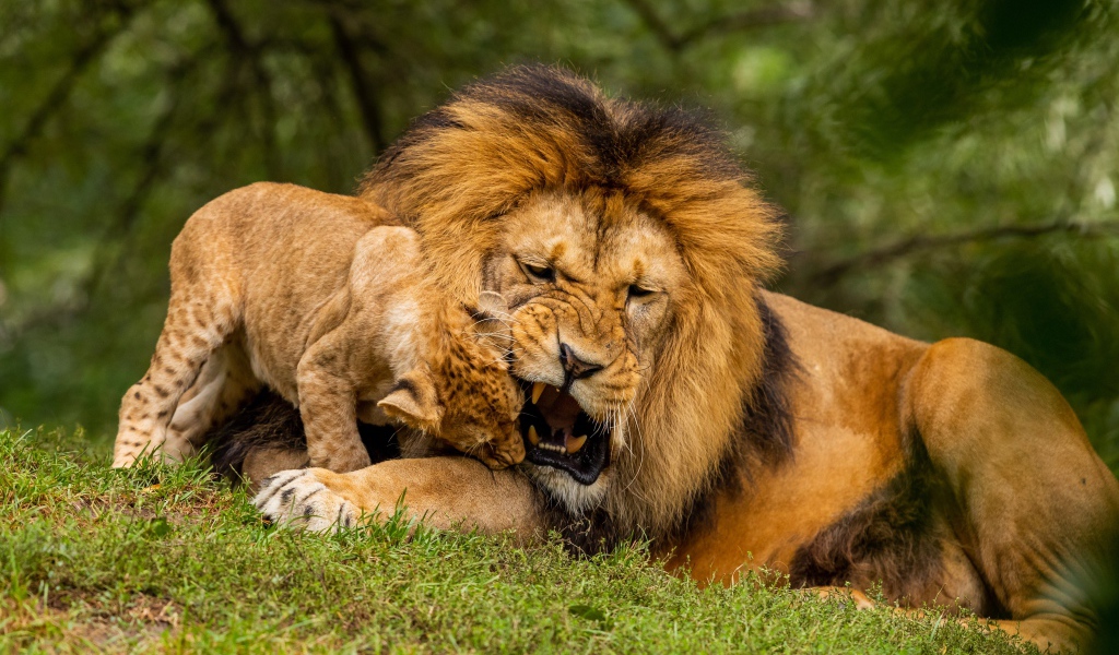 Большой грозный лев играет с львенком на зеленой траве