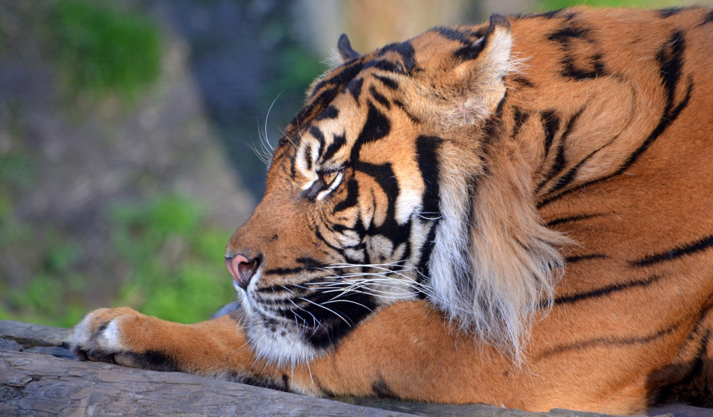 Большой грозный тигр лежит 