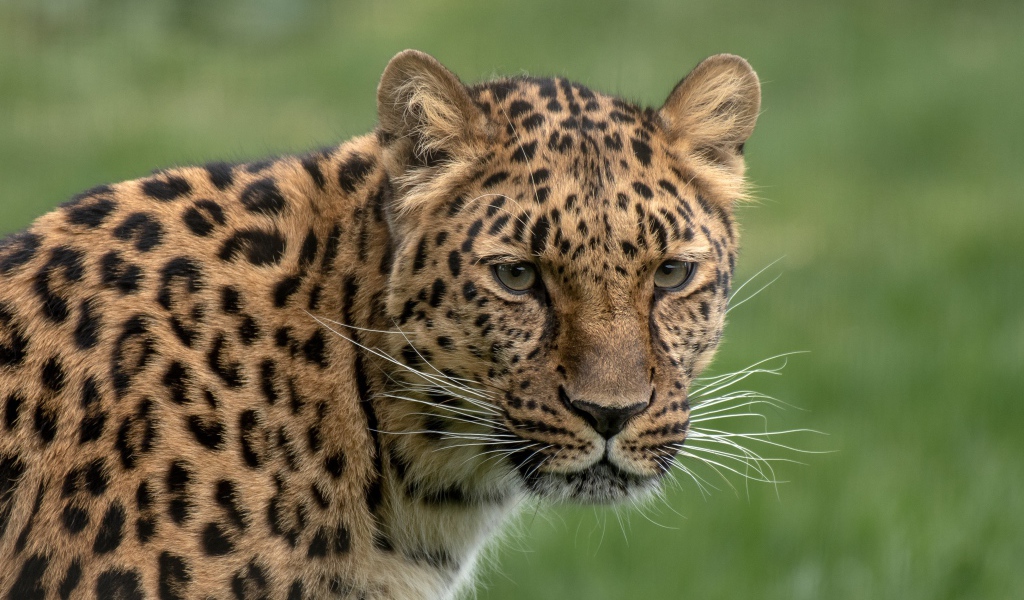 Большой пятнистый леопард крупным планом