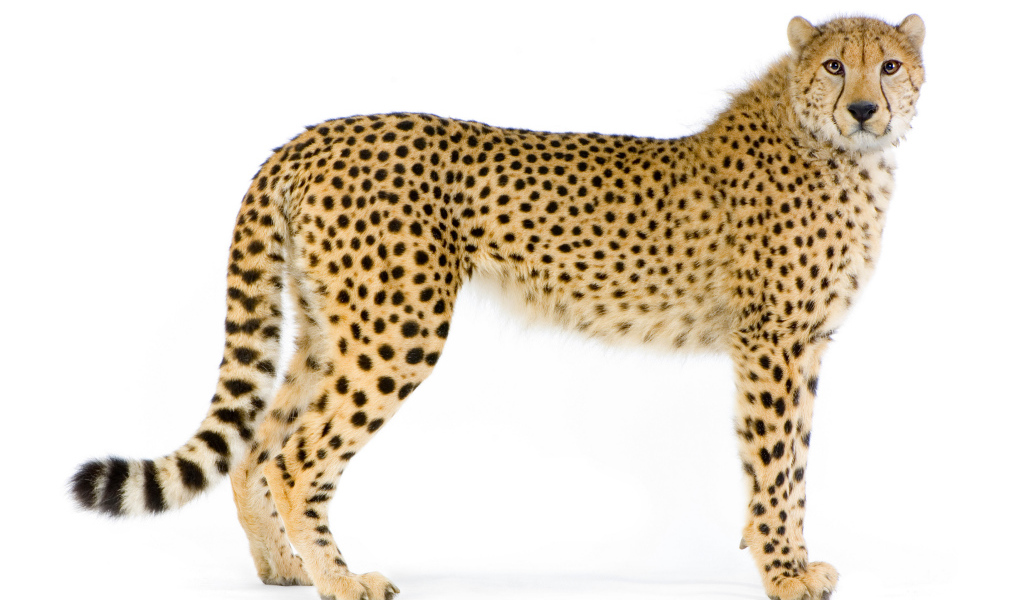 Большой пятнистый леопард на белом фоне