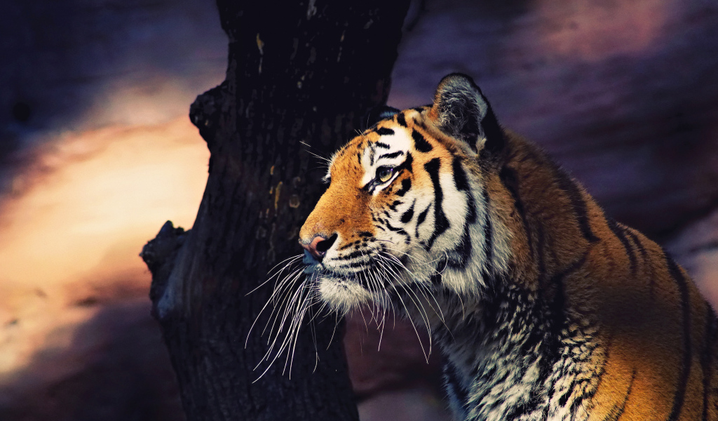 Большой полосатый тигр у дерева