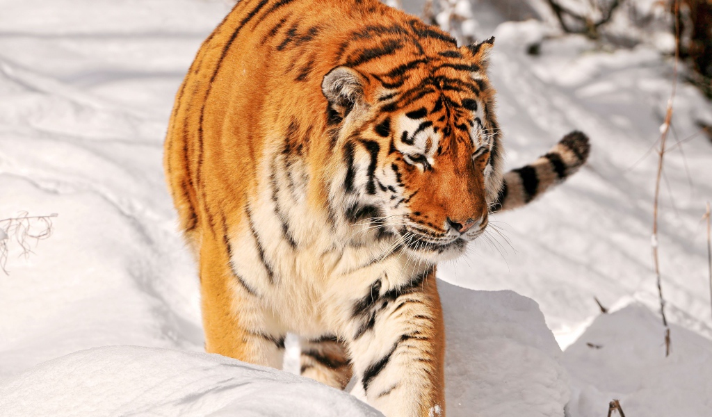 Большой полосатый тигр идет по снегу 